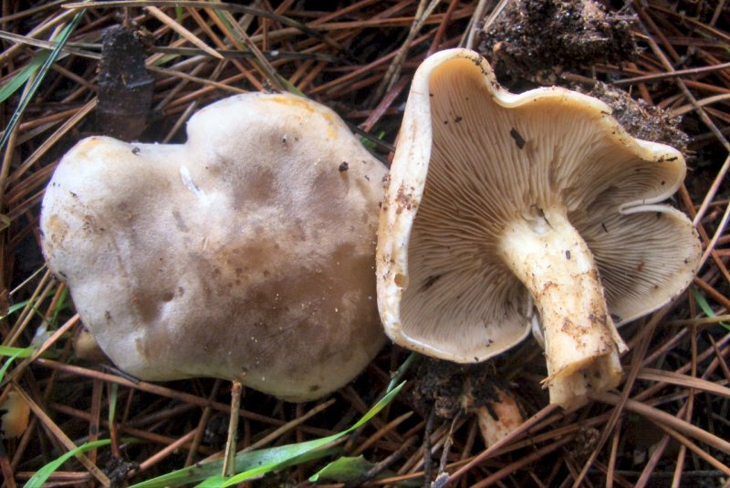 Lepista/Clitocybe da determinare